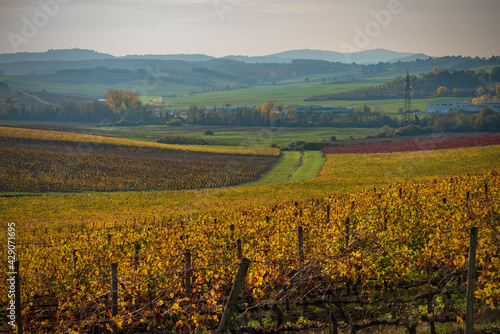 Chianti colors in autumn wine area of Tuscany in Italy