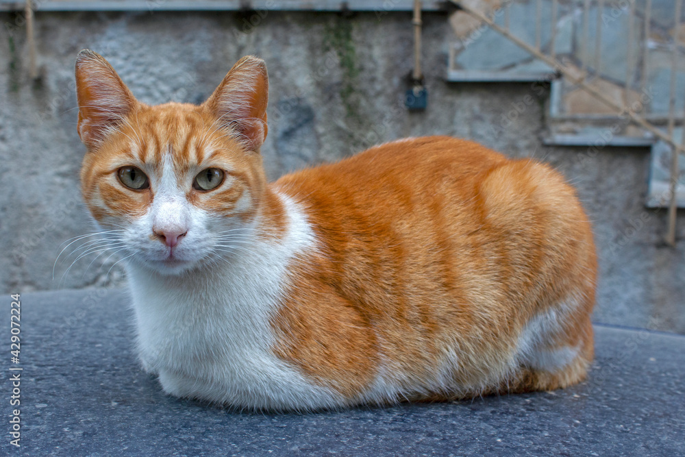 beautiful orange stray cat on the roof of a car in Athens, Greece beautiful orange stray cat on the roof of a car in Athens, Greece