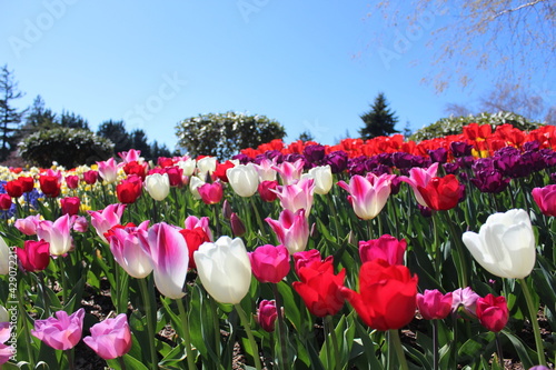 tulips in the garden