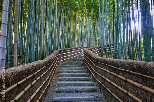 Walking the stairs through the bamboo forest.