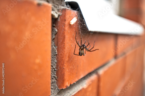Foto A huge spider climbs the cobweb into the window of a red brick house