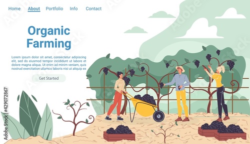 Vector cartoon flat farmer characters harvesting,people workers harvest grapes fruits-natural,organic farming,agriculture concept for web online landing page template,site design
