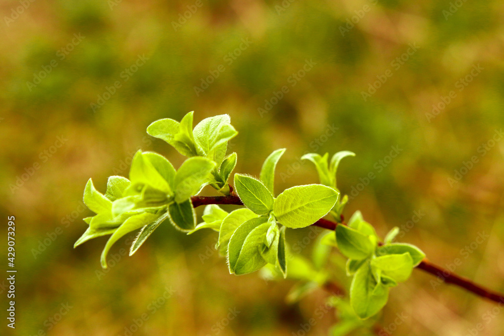 A young leaf shoot on an apple tree. Light green foliage in spring on a twig with space for text A young leaf shoot on an apple tree. Light green foliage in spring on a twig with space for text