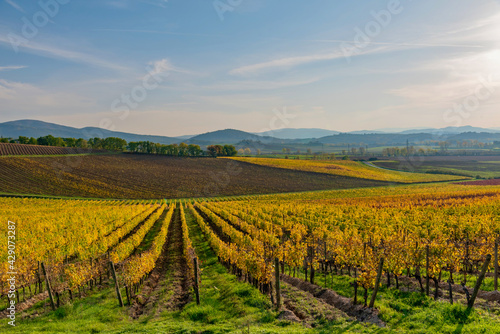 Chianti colors in autumn wine area of Tuscany in Italy