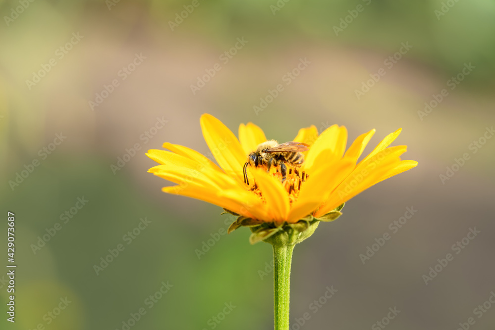 Bee and flower. Close up of a large striped bee collecting pollen on a yellow flower on a Sunny bright day. Summer and spring backgrounds. Bee and flower. Close up of a large striped bee collecting pollen on a yellow flower on a Sunny bright day. Summer and spring backgrounds.