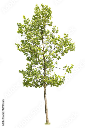 Norway maple with green leaves, cutout tree with white background.
