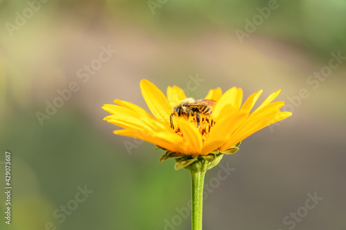 Bee and flower. Close up of a large striped bee collecting pollen on a yellow flower on a Sunny bright day. Summer and spring backgrounds.