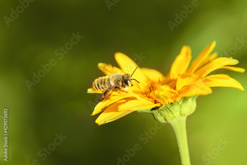 Bee and flower. Close up of a large striped bee collecting pollen on a yellow flower on a Sunny bright day. Summer and spring backgrounds. Macro horizontal photography