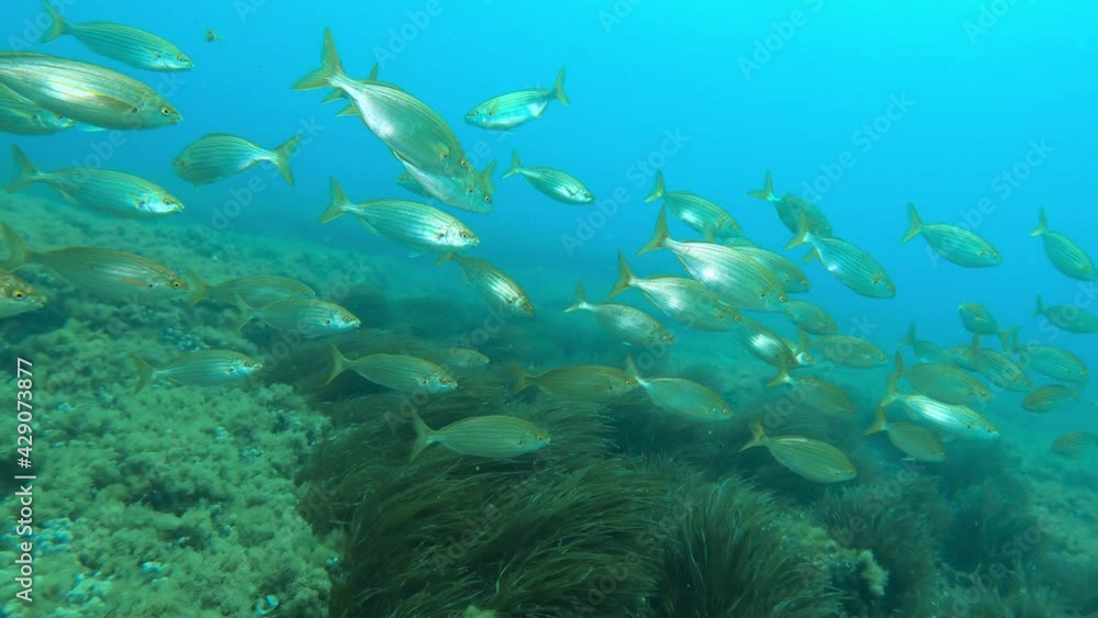 Gold banded fishes shoal swimming in shallow water Gold banded fishes shoal swimming in shallow water
