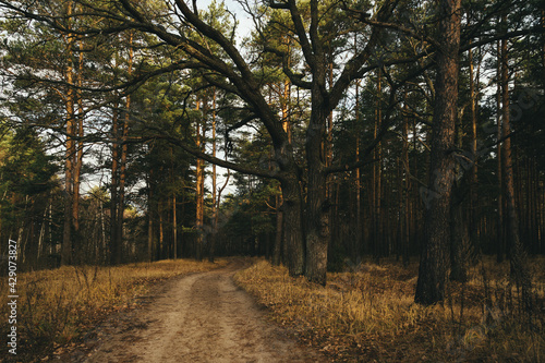 path in the woods