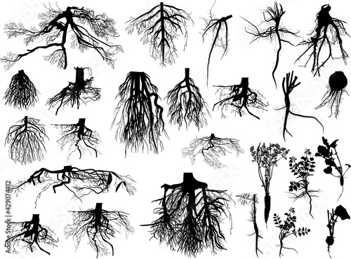 large black set of roots isolated on white