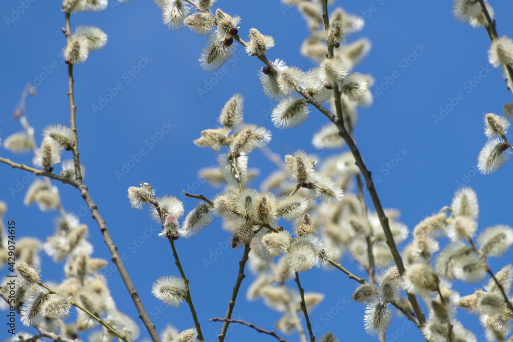twig of blossoming pussy-willow on a background of blue sky