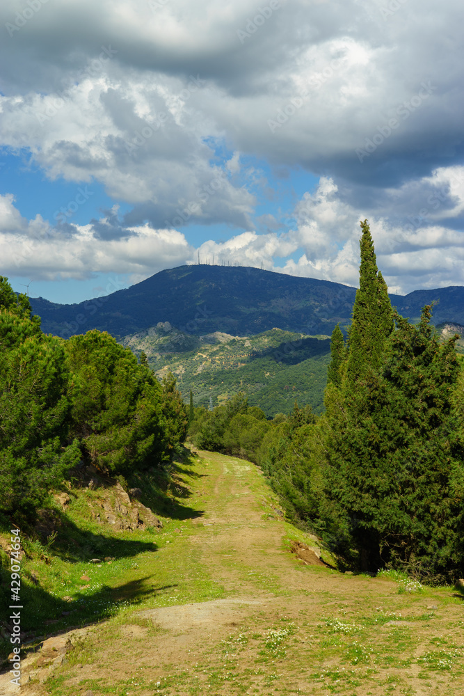 Fototapeta premium Beautiful pine trees on background high mountains.