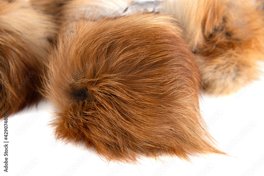 Close up of brown fox fur pompoms. Fox fur Close up of brown fox fur pompoms. Fox fur