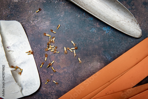 Wallpaper Mural Flower Seeds, Packet, Trowel, and Markers Torontodigital.ca