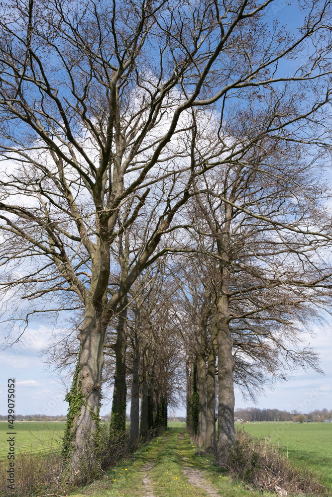 Double row of trees with bare branches in the spring with a path in the middle of a meadow in Overijssel, the Netherlands Double row of trees with bare branches in the spring with a path in the middle of a meadow in Overijssel, the Netherlands