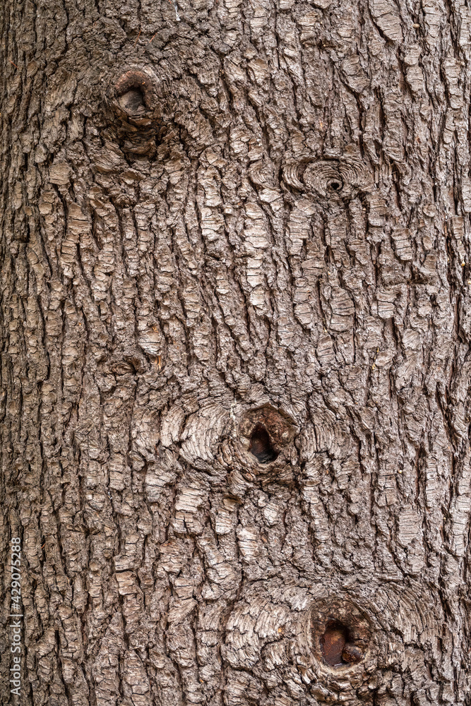 Bark texture and background of a old tree trunk Bark texture and background of a old tree trunk