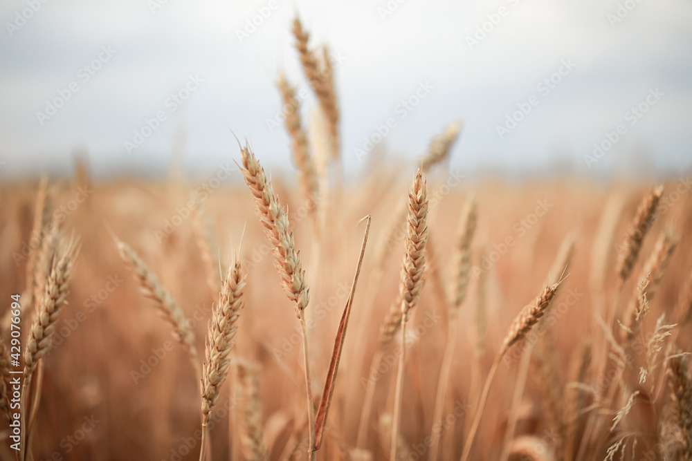 beautiful wheat field blooms in early spring