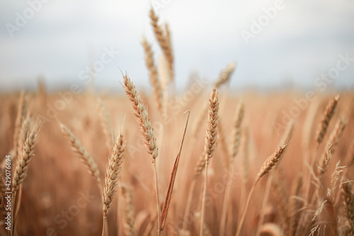 beautiful wheat field blooms in early spring