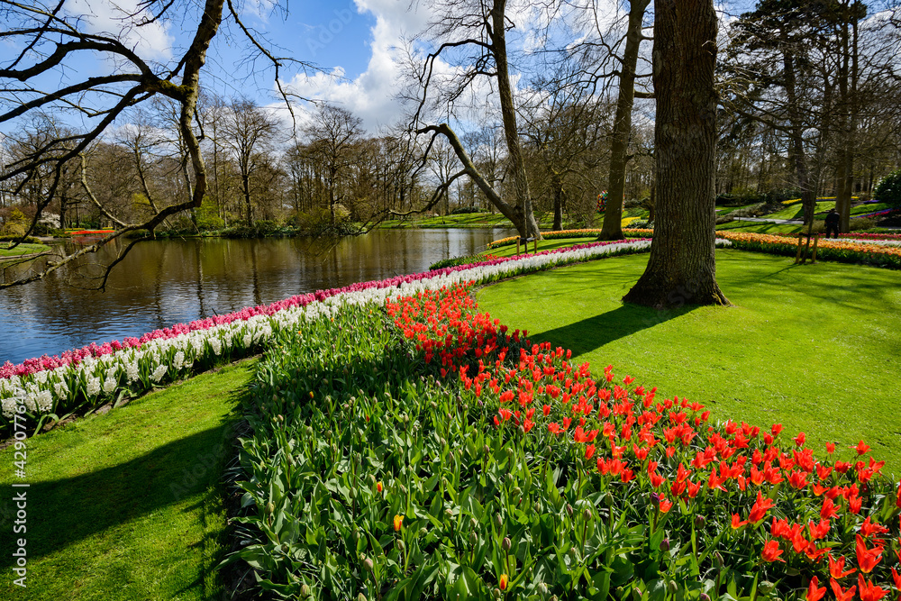 Beautiful Dutch tulips blooming in spring