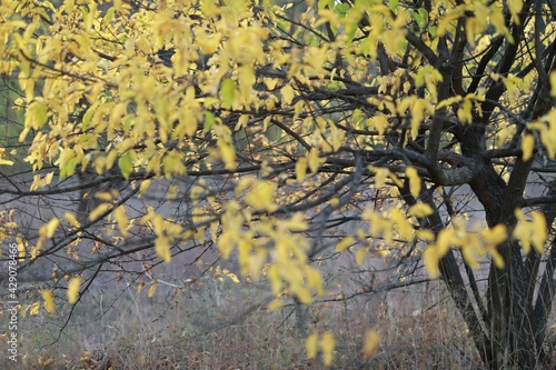 Close-up of a large yellow autumn tree above the window