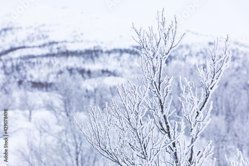 eisiger Frost an den Ästen von einem Baum