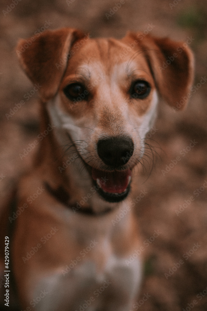 Little ginger dog in forest