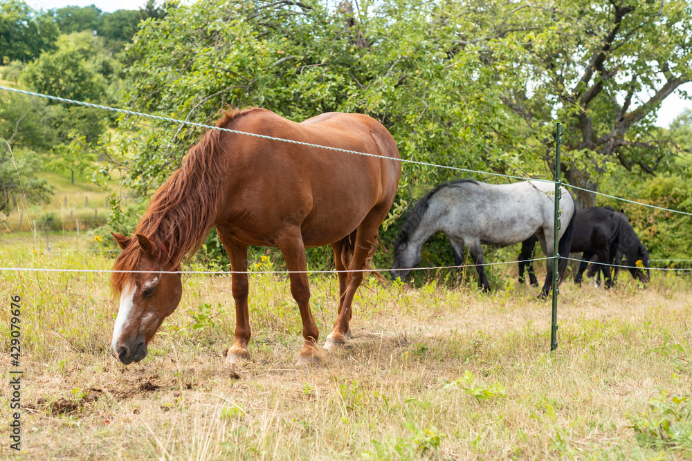 pferd grasen schimmel fuchs auf weide