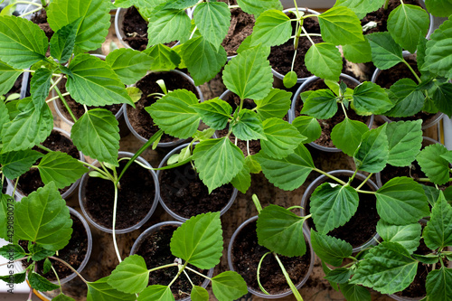 Fresh home seedlings in pots. View from above.