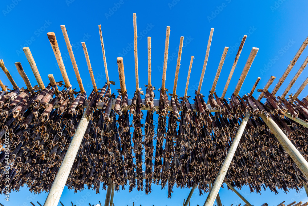 Stockfisch oder Trockenfisch an der Luft in Norwegen Stock