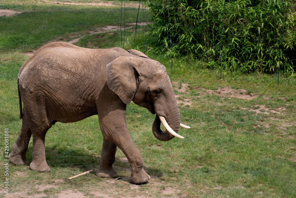 Fototapeta premium African elephant eating grass