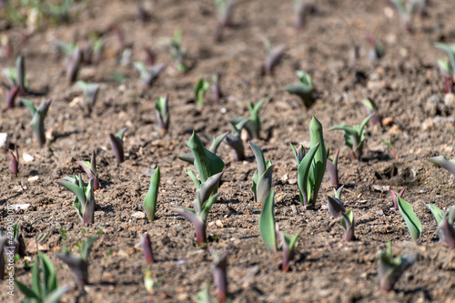 Young shoots of tulips in an early spring