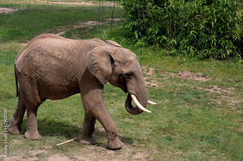 African elephant eating grass