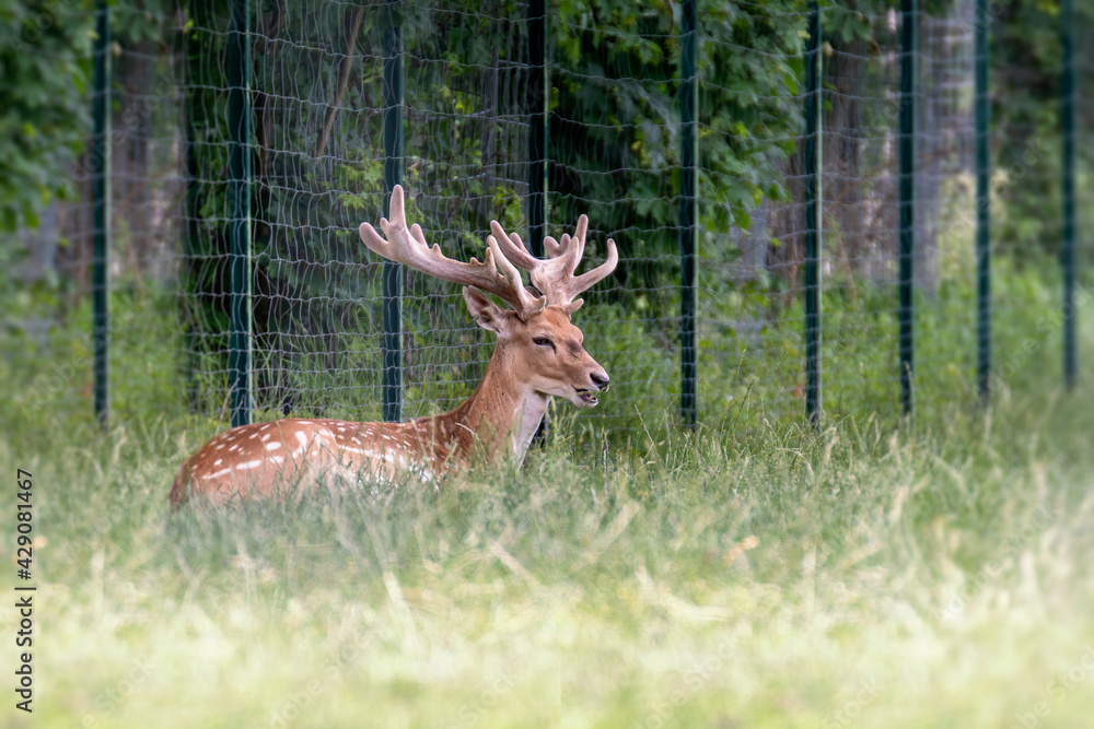 Deer in the forest. Deer in nature. Deer in the woods Deer in the forest. Deer in nature. Deer in the woods
