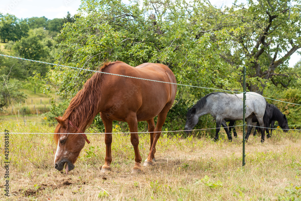 pferd frisst gras auf koppel weide pferdekoppel fuchs pferd frisst gras auf koppel weide pferdekoppel fuchs