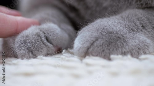 Two Large Gray Furry, Powerful, Paws of a Sleeping British Domestic Cat. Owner strokes cat paws with finger. Close-up of a body part of a sleeping animal. Thoroughbred Scottish cat. Pet. 4K. photo