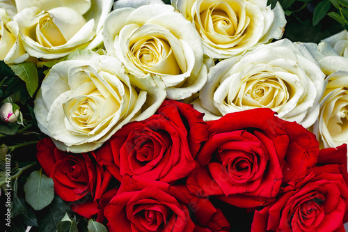 Floral red and white background of roses. A bouquet of red and white fresh roses. Gorgeous close-up roses.
