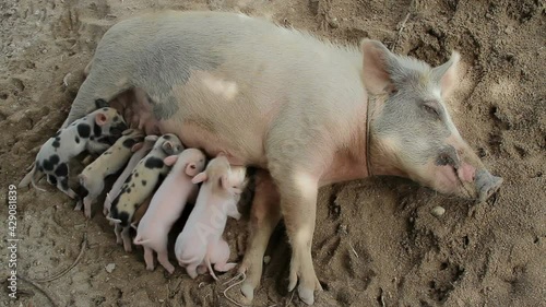 Lactation of happy piglets in the village