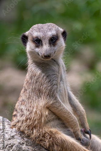 Meerkat on guard duty. Meerkat on the lookout. Meerkat on guard