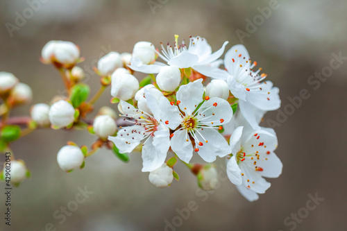 Blooming branch of wild plums. Wild plum blossoms at spring