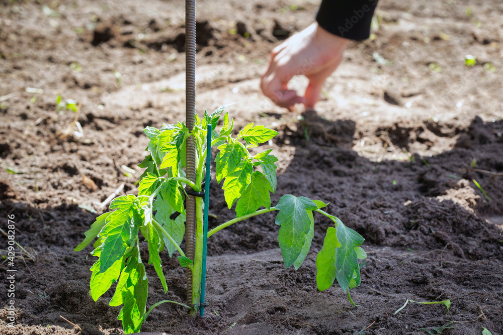 growing seedling tomato plant in fresh earth, seeding and gardening new young baby plant life, farmer vegetables and planting concept growing seedling tomato plant in fresh earth, seeding and gardening new young baby plant life, farmer vegetables and planting concept