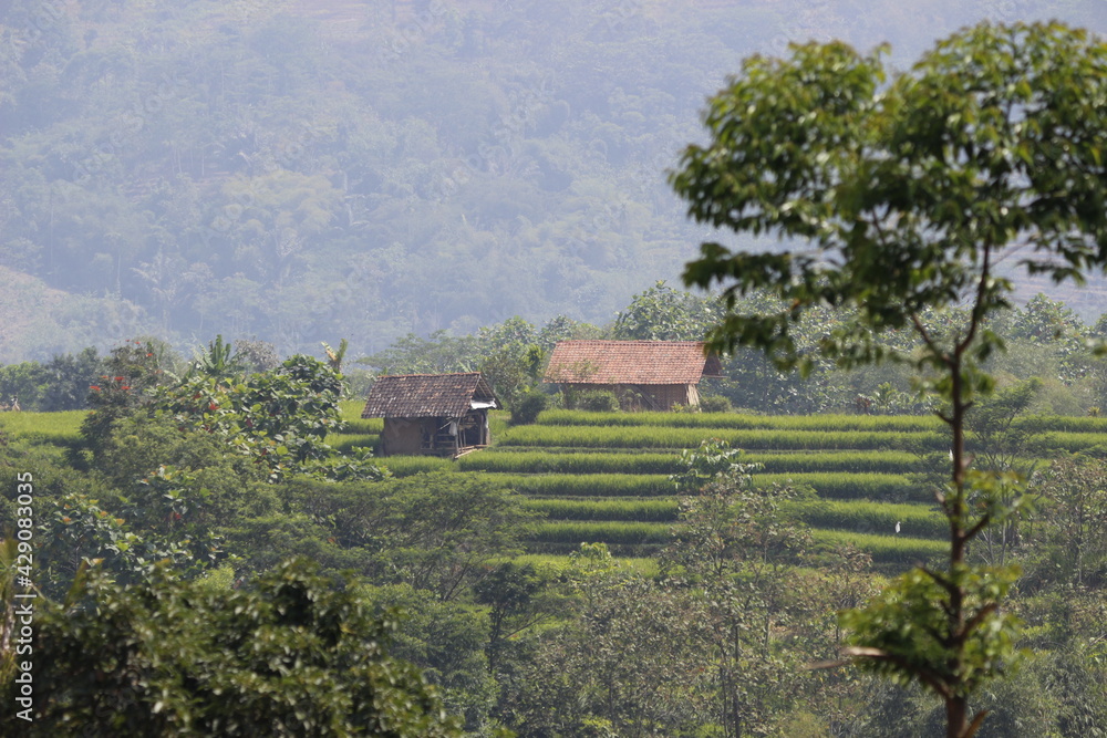 House in the Middle of Rice Fields in the Highlands House in the Middle of Rice Fields in the Highlands