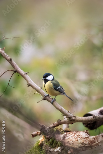 Great tit (Parus major) Bird on the branch