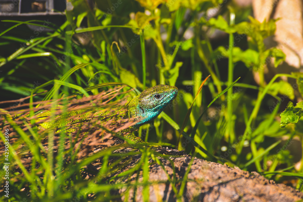 Fototapeta premium green lizard on a branch