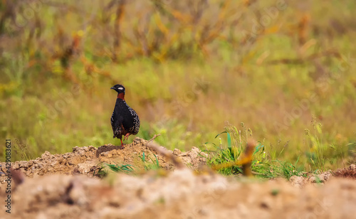 Black francolin in Shirvan ...