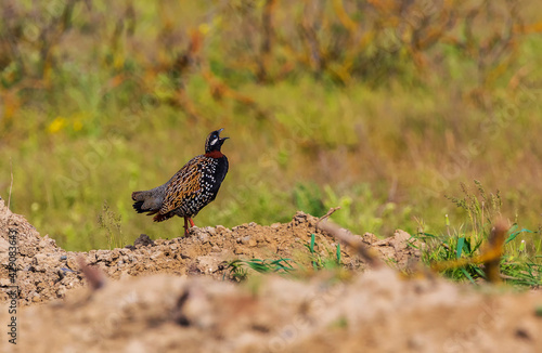 Black francolin in Shirvan ...