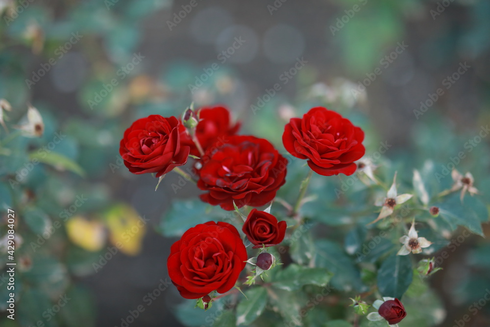 huge buds of homemade red scarlet roses huge buds of homemade red scarlet roses