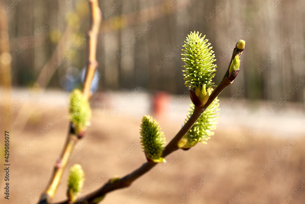 Willow blossom. Branches with yellow catkins against the blue sky. Spring background. Close-up, selective focus Willow blossom. Branches with yellow catkins against the blue sky. Spring background. Close-up, selective focus