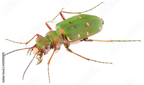 Cicindela campestris is a species of tiger beetle in the family Carabidae. Lateral view of green tiger beetle Cicindela campestris isolated on white background.