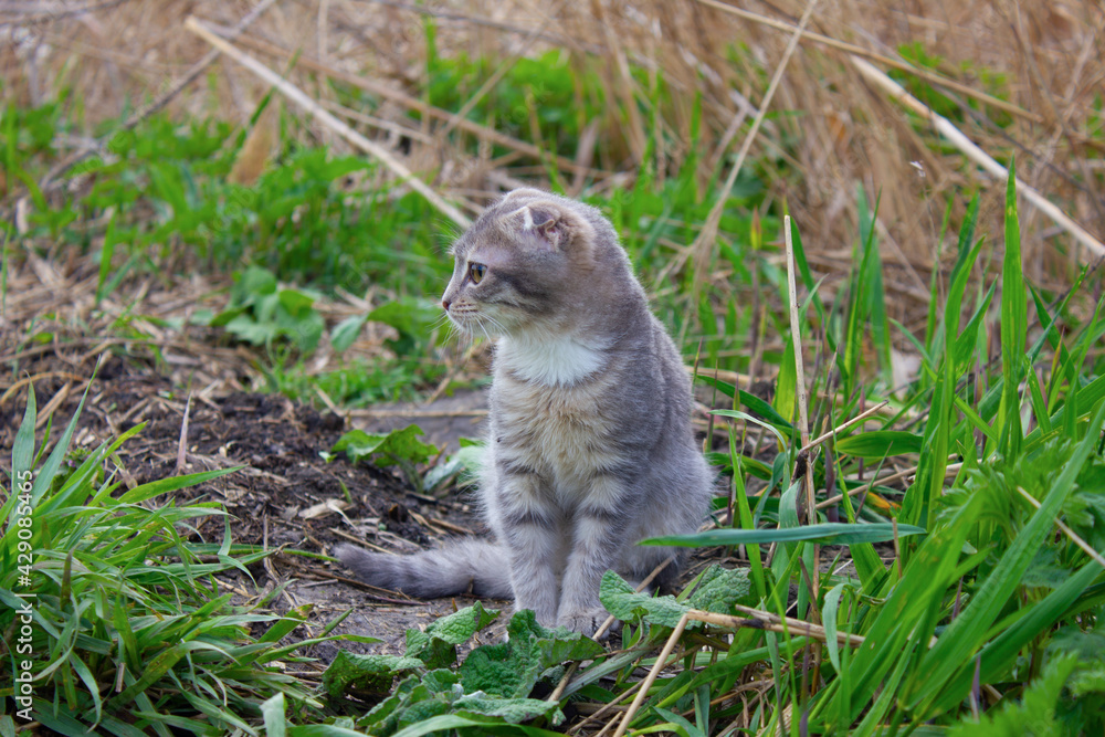 Naklejka premium A small gray kitten with stripes sits on the green grass.